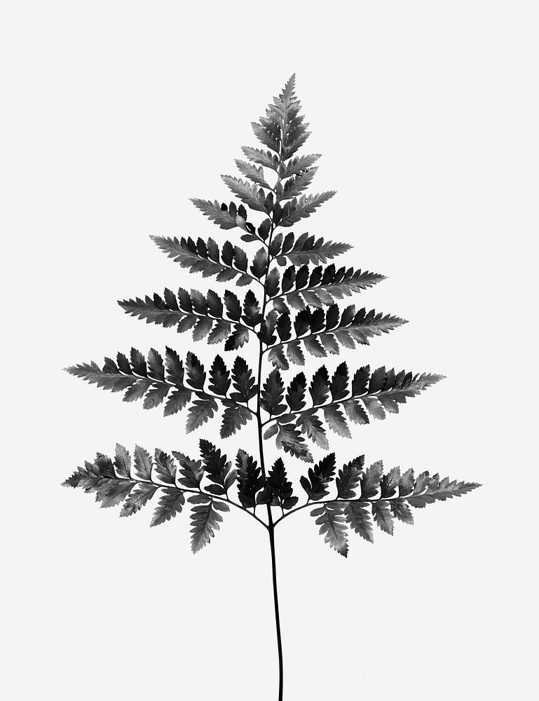 Gray fern leaf, nature in monotone