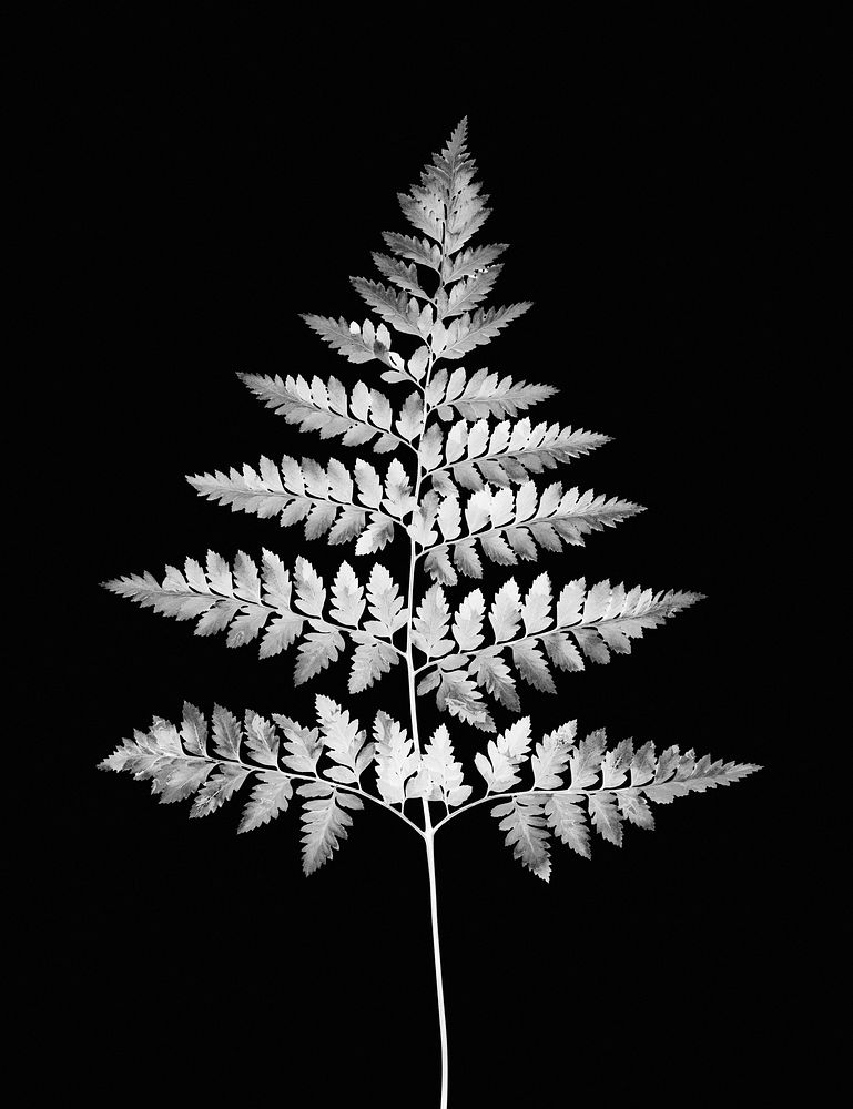 Gray fern leaf, nature in monotone