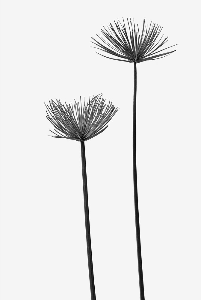 Black aesthetic plant background, monotone papyrus plant