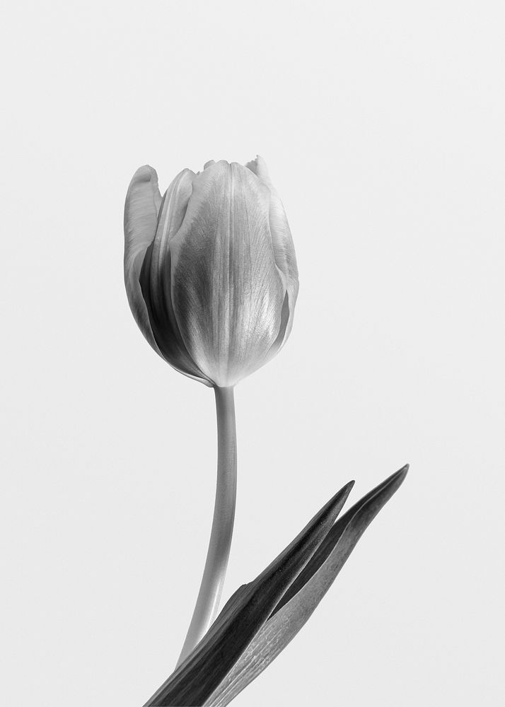 Tulip flower, black and white tone