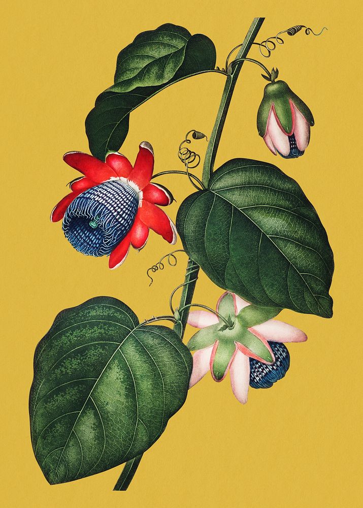 Exotic vintage flower, winged passio illustration, remix from the artwork of Robert Thornton