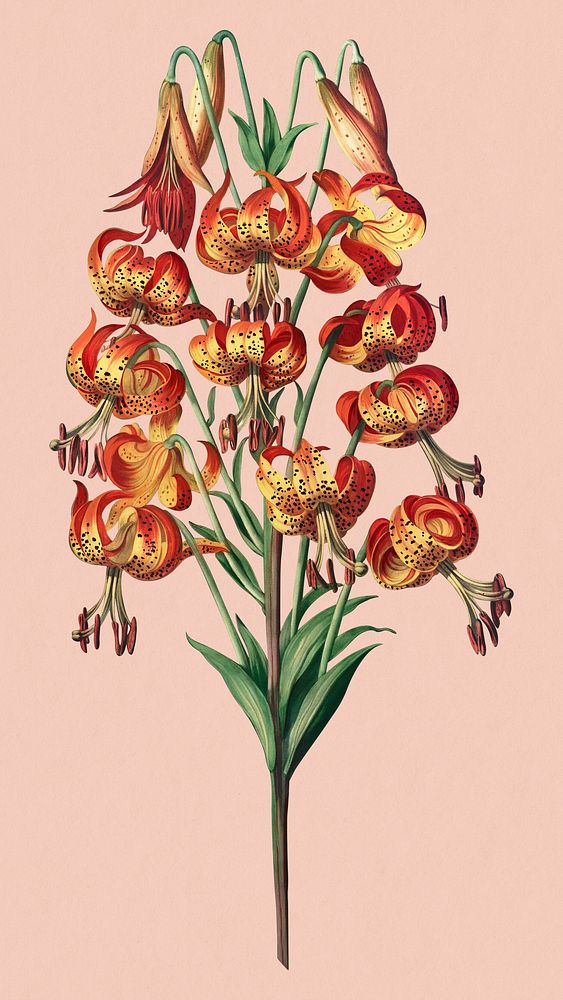 Lily flower phone wallpaper, vintage botanical illustration, remix from the artwork of Robert Thornton
