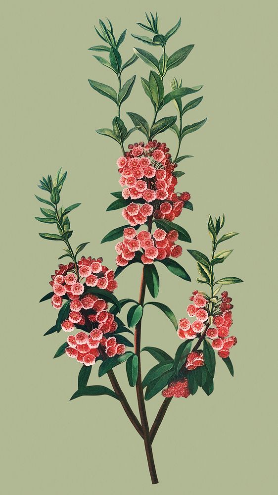 Vintage flower iPhone wallpaper, pink Kalmia botanical illustration, remix from the artwork of Robert Thornton