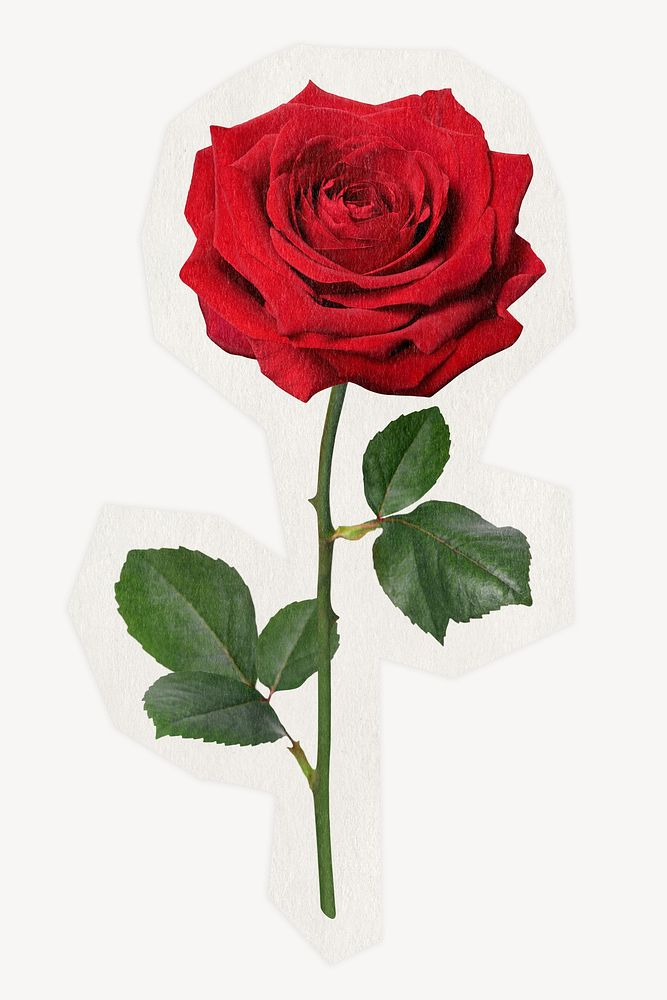 Red rose on a rough cut paper effect design