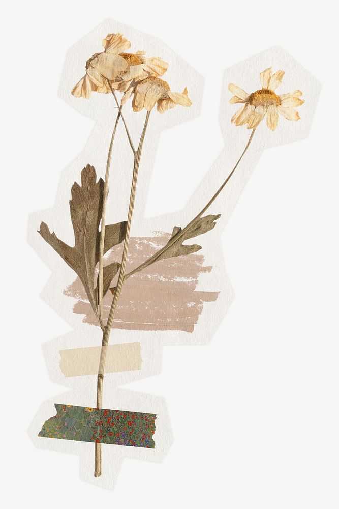 Dried daisy flower on a rough cut paper effect design