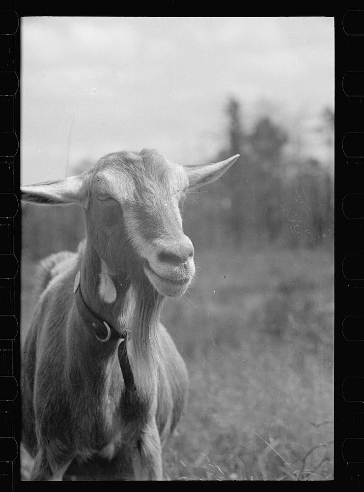 Saanen goat, Beltsville, Maryland. Sourced from the Library of Congress.