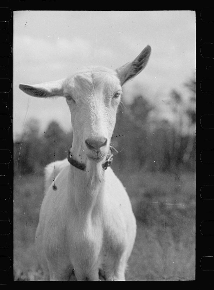 Saanen goat, Prince George's County, Maryland. Sourced from the Library of Congress.