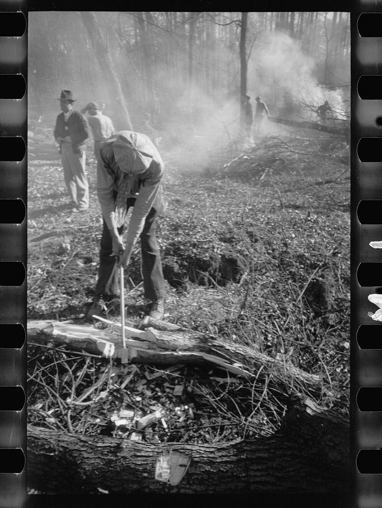 Transient workers clearing land, Prince George's County, Maryland. Sourced from the Library of Congress.