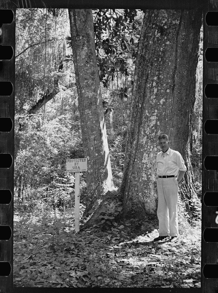 Huge magnolia tree, and project manager, John Wallace, of the Florida Withlacoochee River Agricultural Project near…