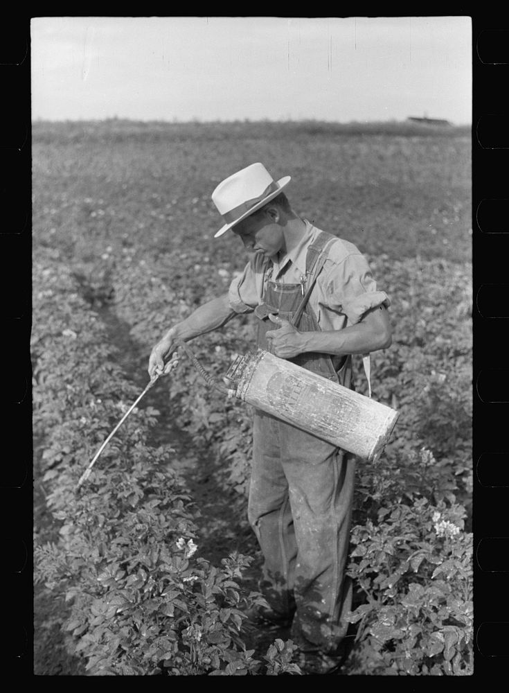 Homesteader spraying potatoes, Tygart Valley, West Virginia. Sourced from the Library of Congress.