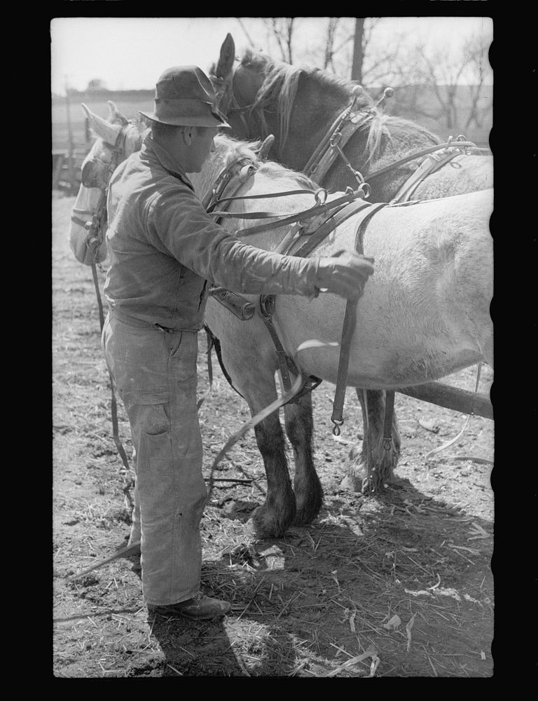 Unharnessing team of horses, Grundy County, Iowa. Sourced from the Library of Congress.