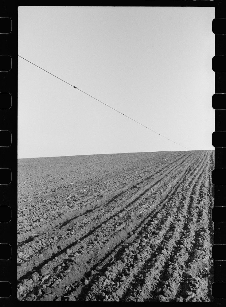 Corn planting wire held taut over a slope in the land. The planter drops corn at the buttons which are three and one-half…