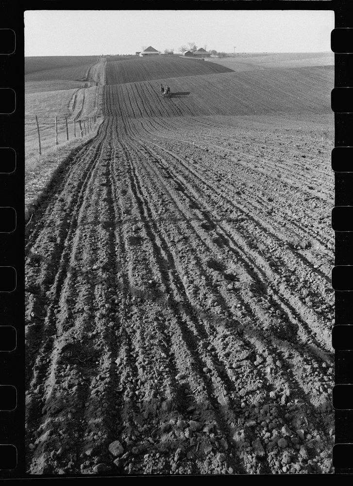 Corn planting. Jasper County, Iowa. Sourced from the Library of Congress.