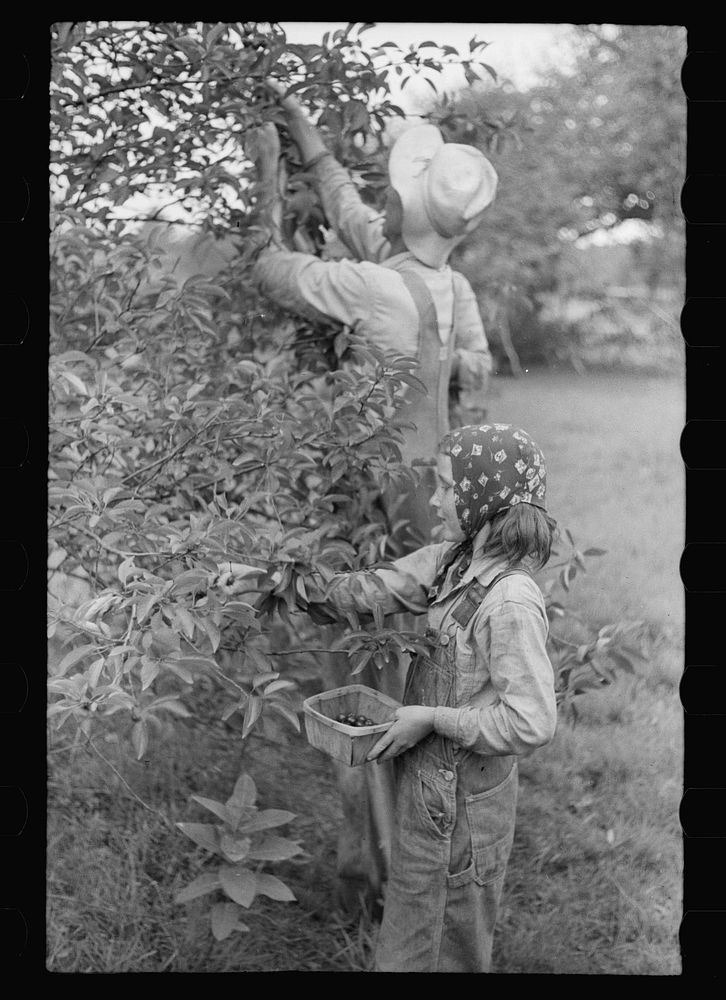 Migrant father and daughter picking cherries, Berrien County, Michigan. Sourced from the Library of Congress.