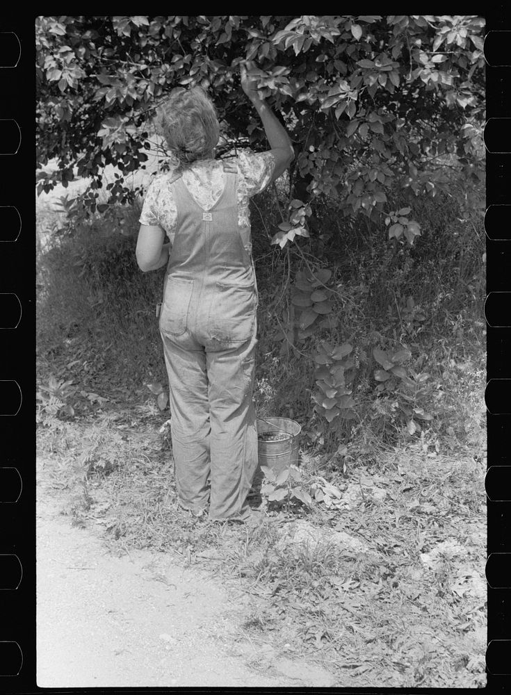[Untitled photo, possibly related to: Migrant cherry picker, Berrien County, Michigan]. Sourced from the Library of Congress.