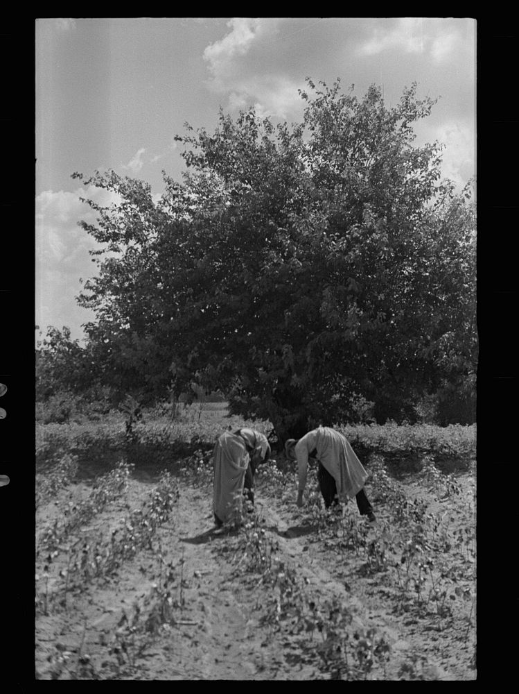 [Untitled photo, possibly related to: Cotton picking scene, Pike County, Mississippi]. Sourced from the Library of Congress.