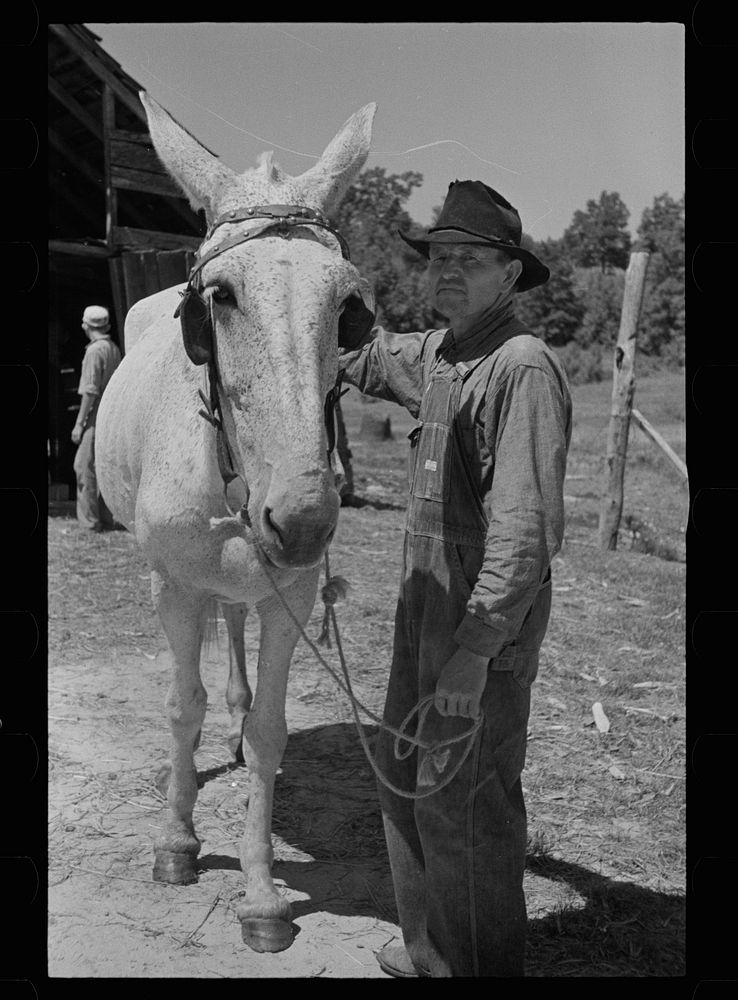 Tenant farmer with mule which has been given to him by Resettlement Administration, Lee County, Mississippi. Sourced from…
