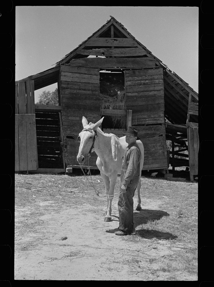 [Untitled photo, possibly related to: Tenant farmer with mule which has been given to him by Resettlement Administration…