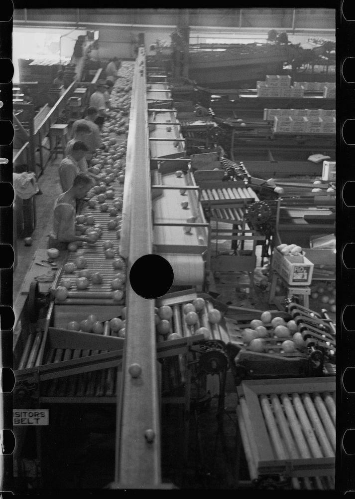[Untitled photo, possibly related to: Packing fruit in the packinghouse at Fort Pierce, Florida]. Sourced from the Library…