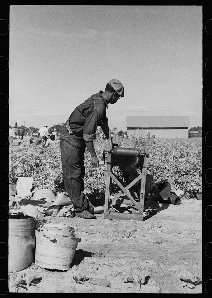 Rolling bleaching paper used to keep celery stalks white, Sanford, Florida. Sourced from the Library of Congress.