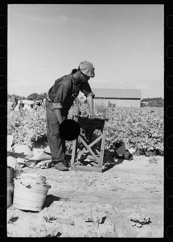 [Untitled photo, possibly related to: Rolling bleaching paper used to keep celery stalks white, Sanford, Florida]. Sourced…