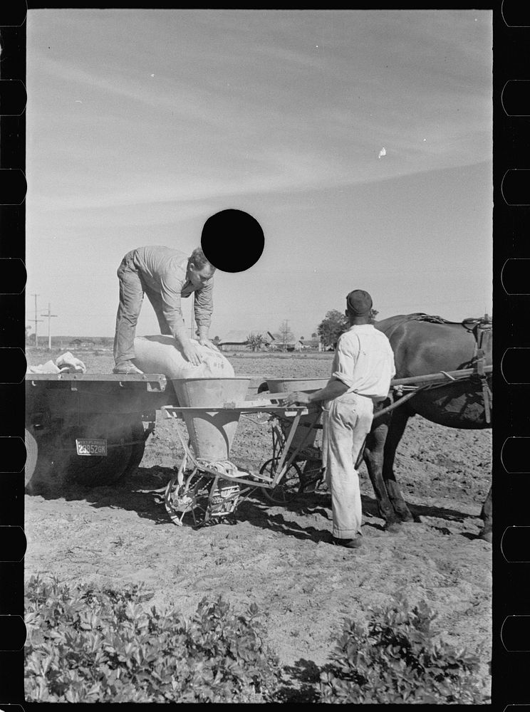 [Untitled photo, possibly related to: Large quantities of fertilizer are used to grow celery, Sanford, Florida]. Sourced…