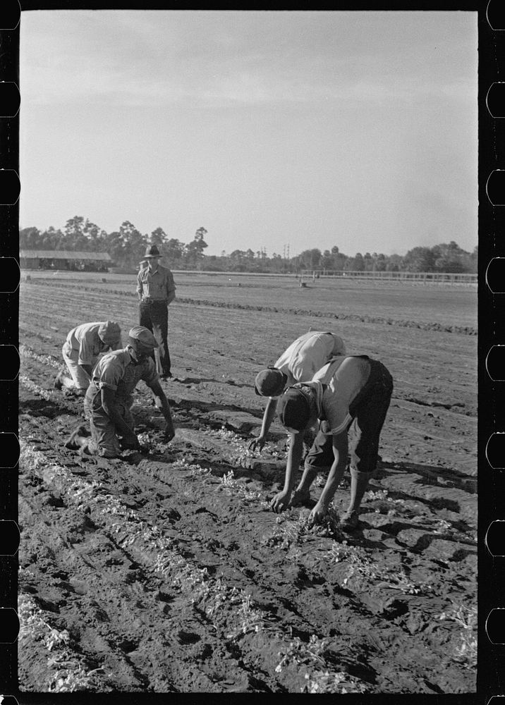Setting out rows of celery, Sanford, Florida. Sourced from the Library of Congress.