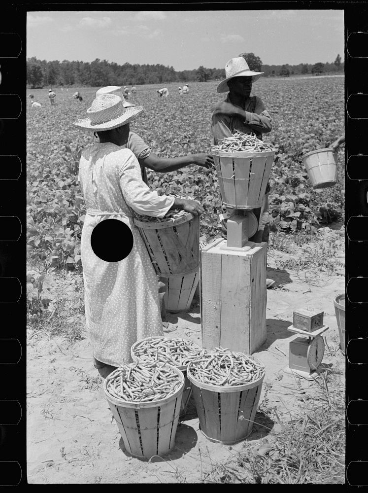 [Untitled photo, possibly related to: Picking stringbeans near Cambridge, Maryland]. Sourced from the Library of Congress.