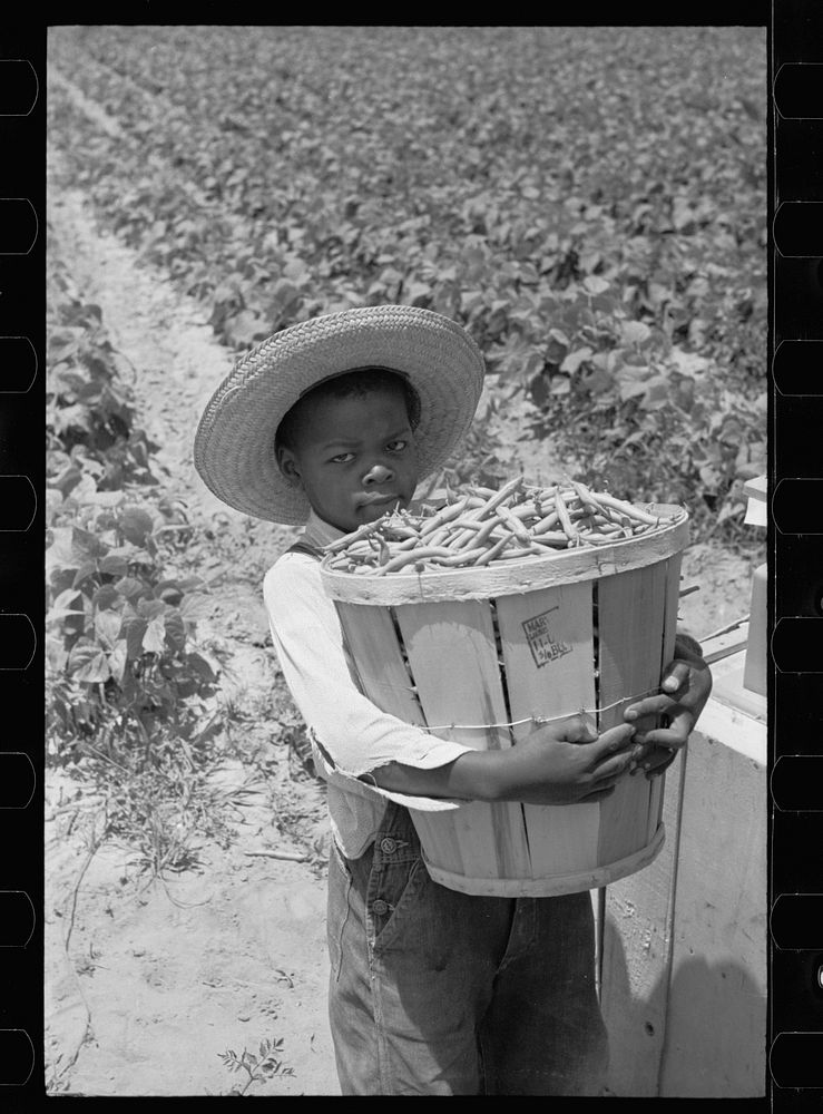 Young bean picker, Cambridge, Maryland. Sourced from the Library of Congress.