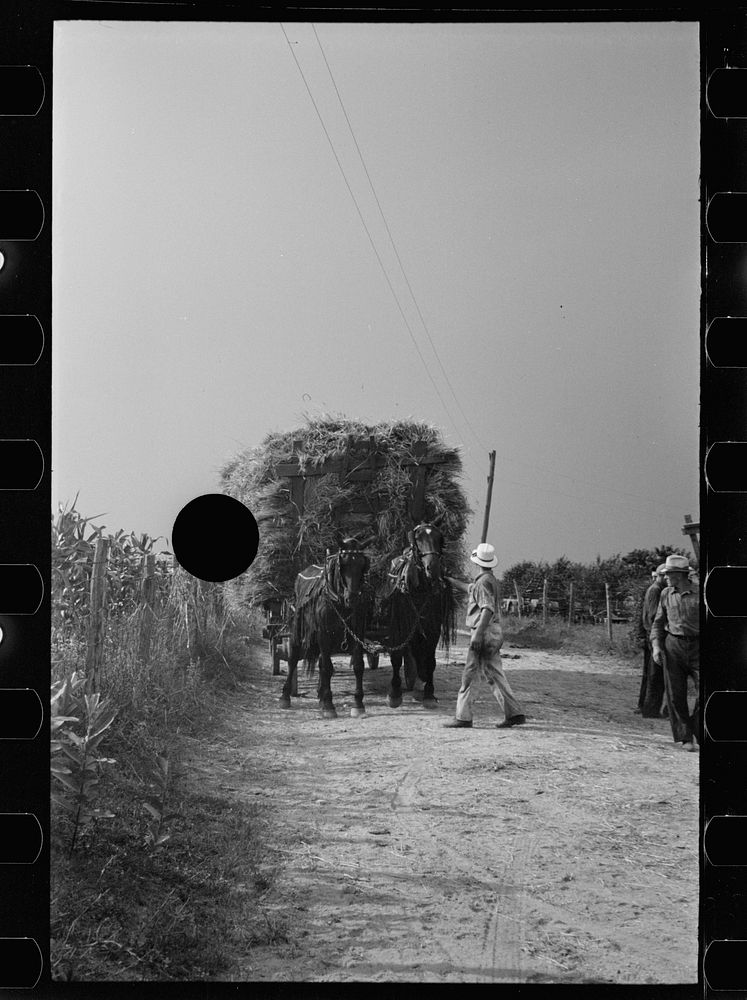 [Untitled photo, possibly related to: Bringing in wheat from the fields for threshing, Frederick County, Maryland]. Sourced…
