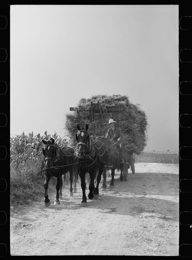 Bringing in wheat from the fields for threshing, Frederick County, Maryland. Sourced from the Library of Congress.