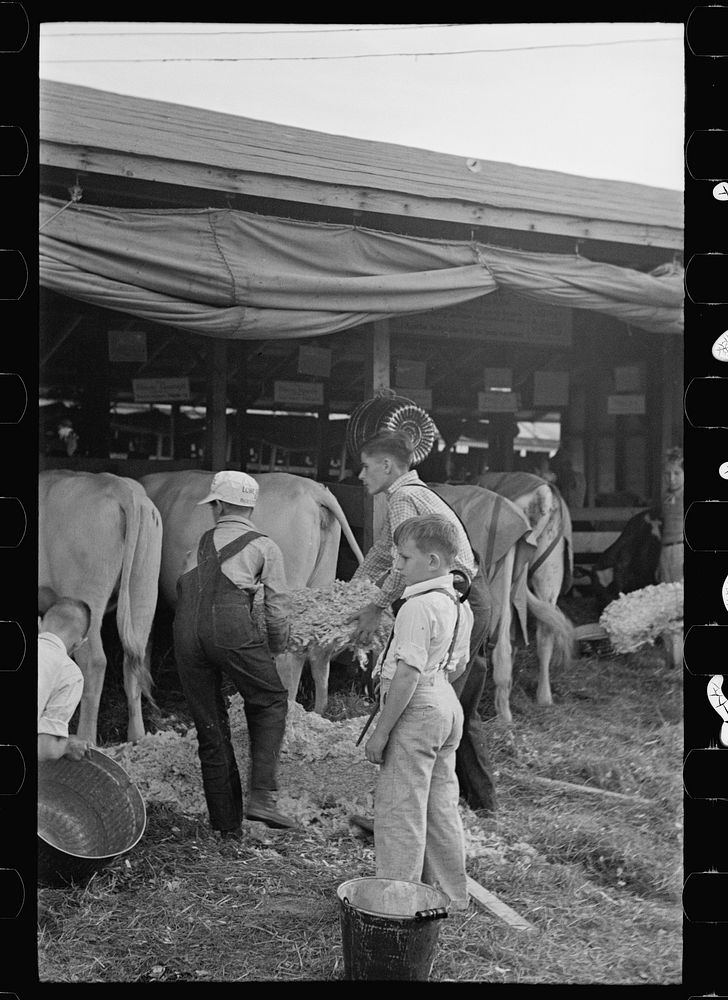 [Untitled photo, possibly related to: 4-H Club boys taking care of their cows, State Fair, Rutland, Vermont]. Sourced from…