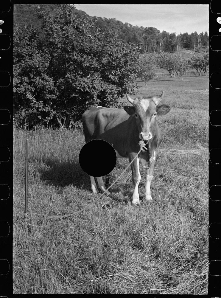 [Untitled photo, possibly related to: Bob McNally and the bull, Kirby, Vermont]. Sourced from the Library of Congress.