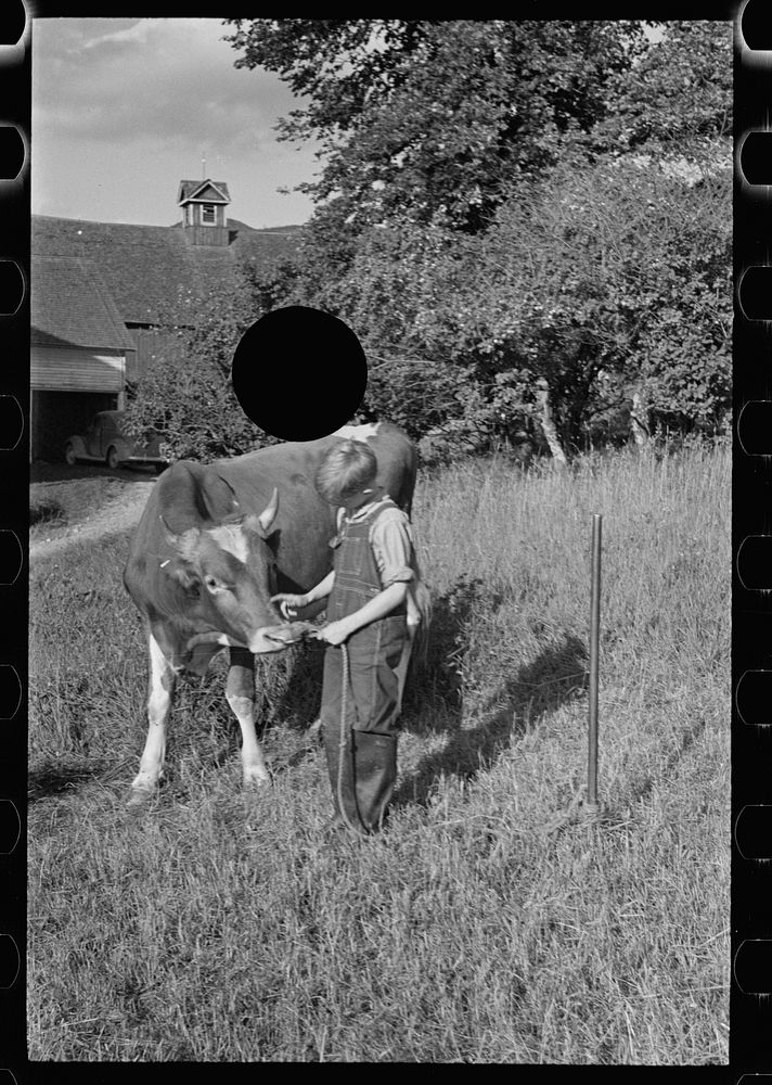 [Untitled photo, possibly related to: Bob McNally and the bull, Kirby, Vermont]. Sourced from the Library of Congress.