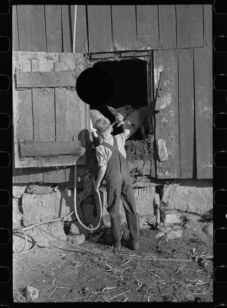 [Untitled photo, possibly related to: Bob McNally with one of the horses, Kirby, Vermont]. Sourced from the Library of…