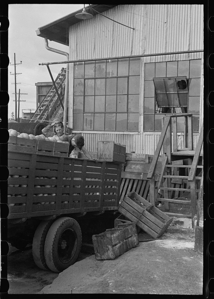 Unloading grapefruit at the canning plant, Polk County, Florida. Sourced from the Library of Congress.