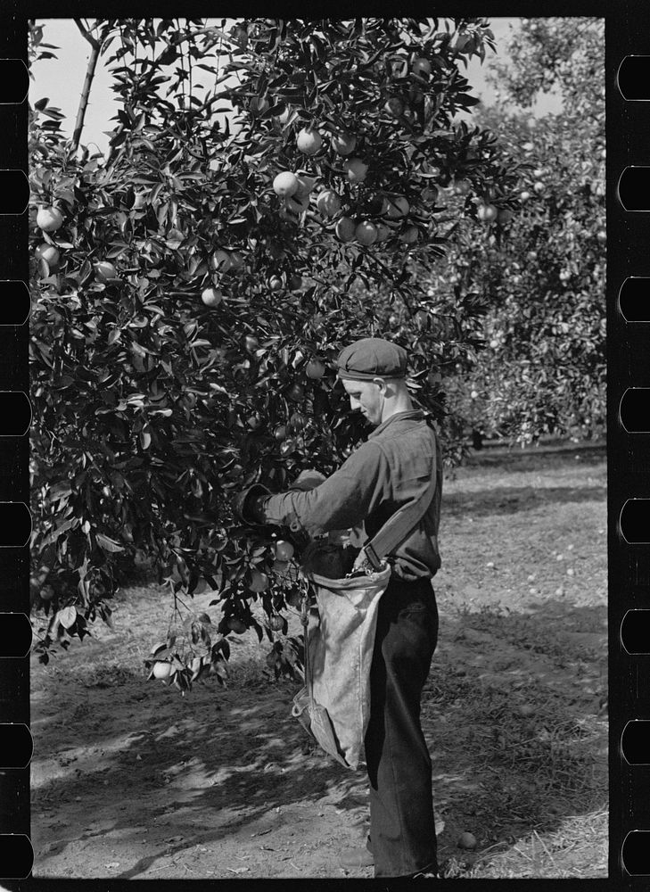 [Untitled photo, possibly related to: Orange picking in Florida. Much of this type of work is migratory. Polk County…