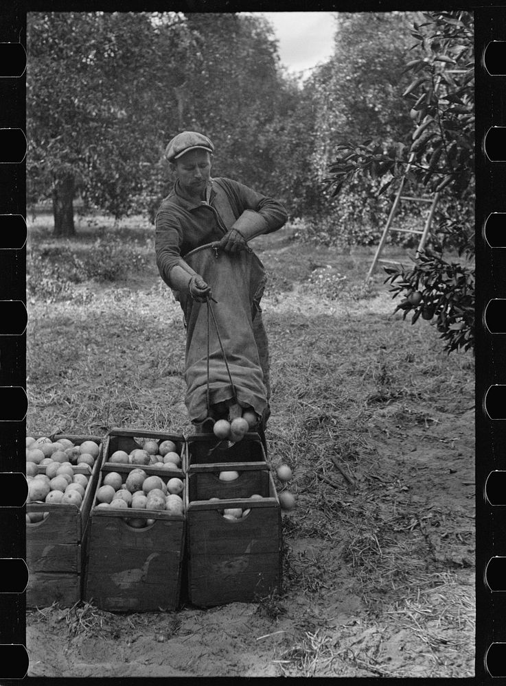 A Florida orange picker. Many of these workers are migrants. Polk County, Florida. Sourced from the Library of Congress.