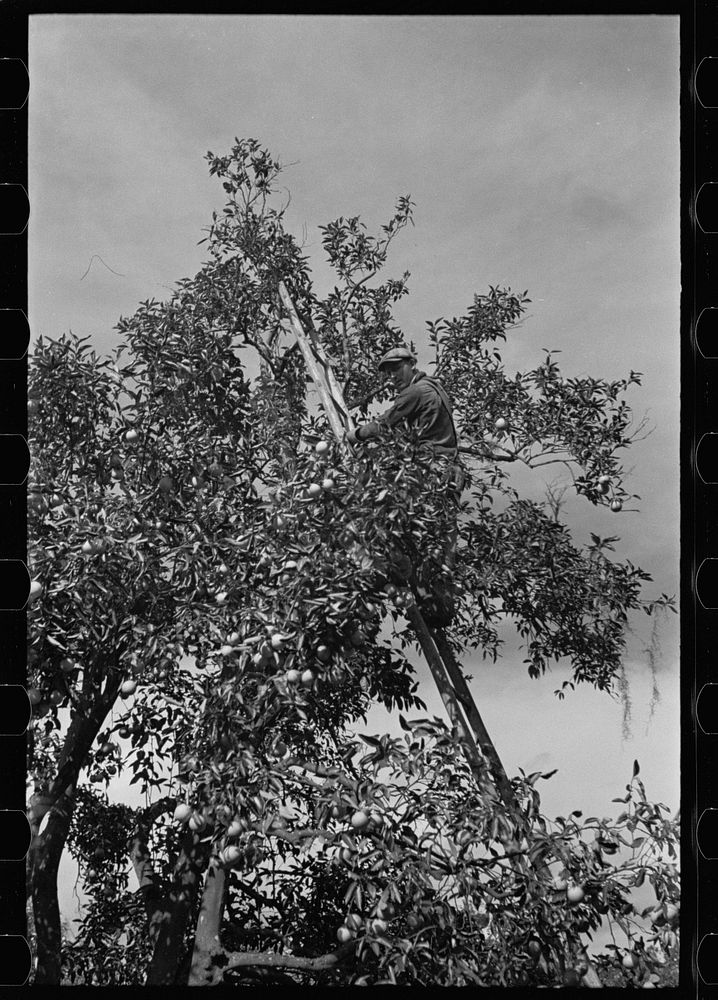 [Untitled photo, possibly related to: Orange picking, Polk County, Florida]. Sourced from the Library of Congress.