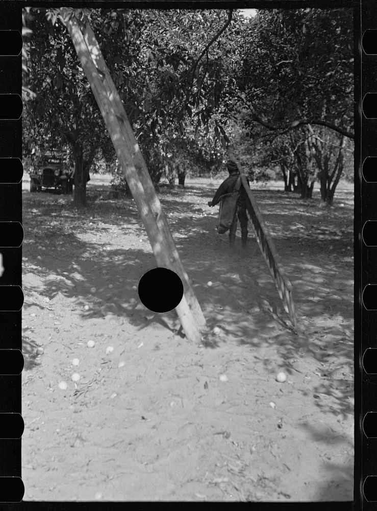 [Untitled photo, possibly related to: A migrant orange picker, Polk County, Florida]. Sourced from the Library of Congress.