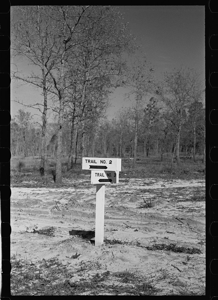 Fire control trails, Withlacoochee Land Use Project, Florida. Sourced from the Library of Congress.