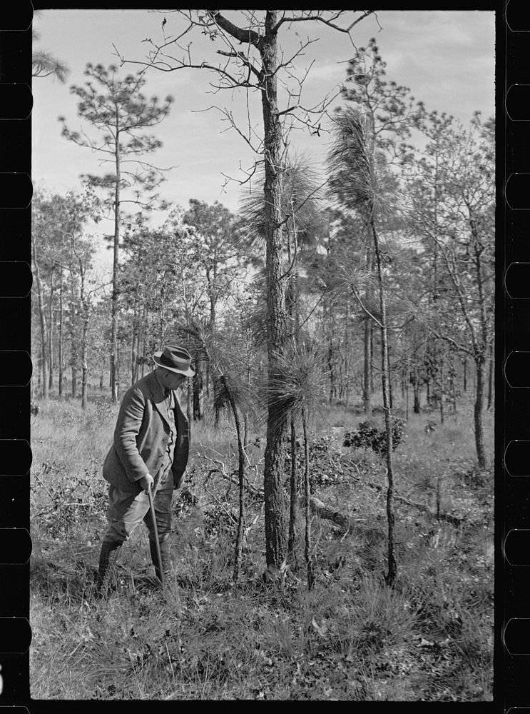 A largejack oak which prevents smaller pine trees from growing properly, Withlacoochee Land Use Project, Florida. Sourced…