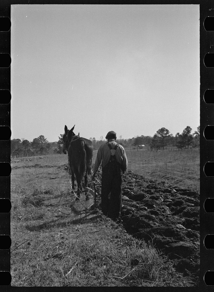 Plowing, Gee's Bend, Alabama. Sourced from the Library of Congress.