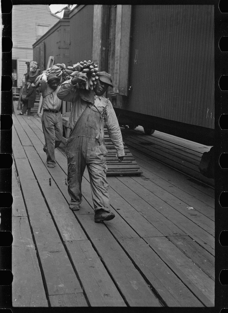 Loading bananas, Mobile, Alabama. Sourced from the Library of Congress.
