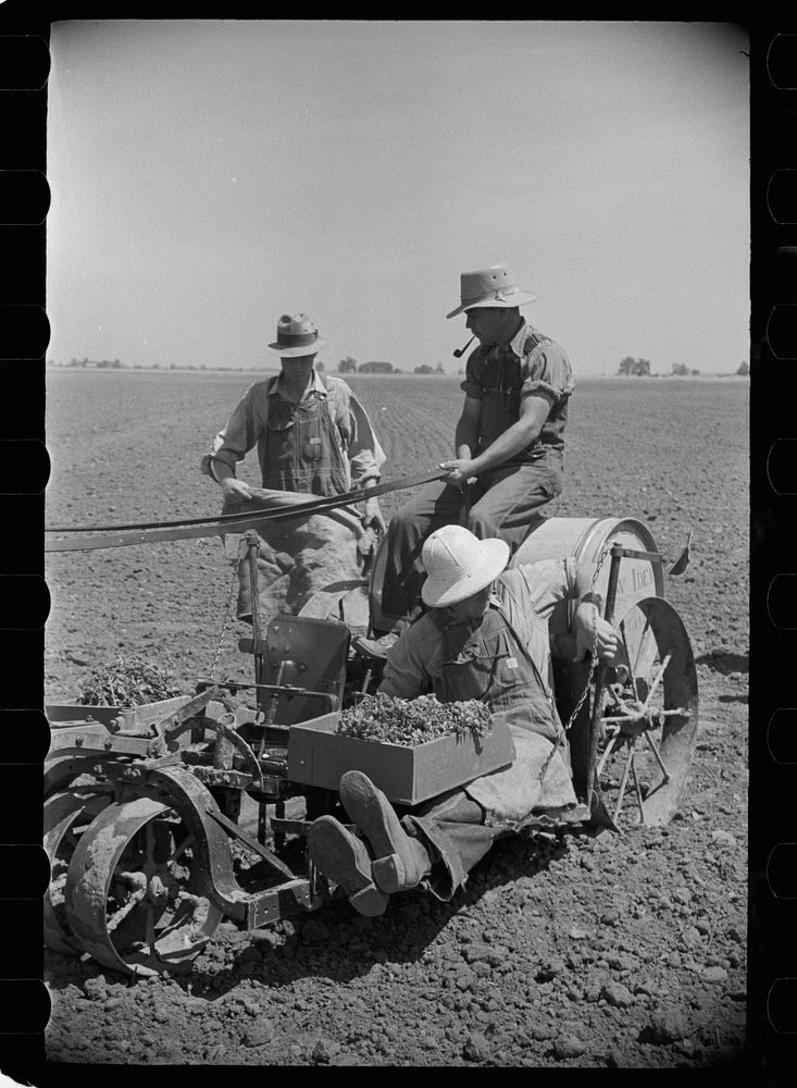 [Untitled photo, possibly related to: Planting tomatoes, Wabash Farms, Indiana]. Sourced from the Library of Congress.