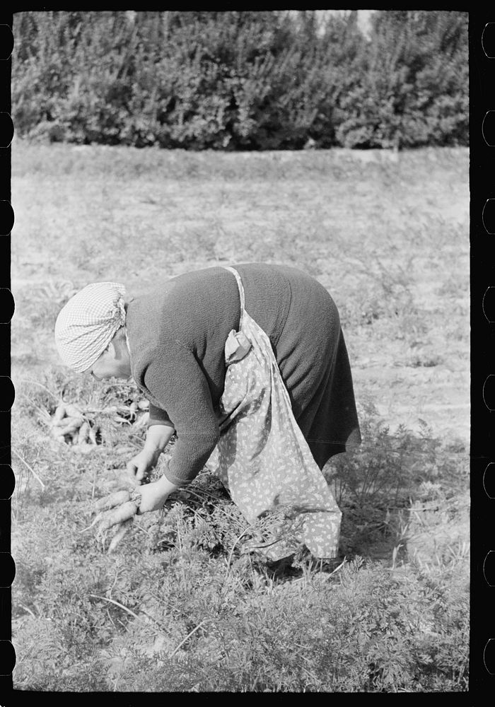 [Untitled photo, possibly related to: Woman picking carrots, Camden County, New Jersey]. Sourced from the Library of…