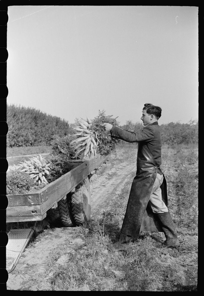Loading carrots on truck, Camden County, New Jersey. Sourced from the Library of Congress.