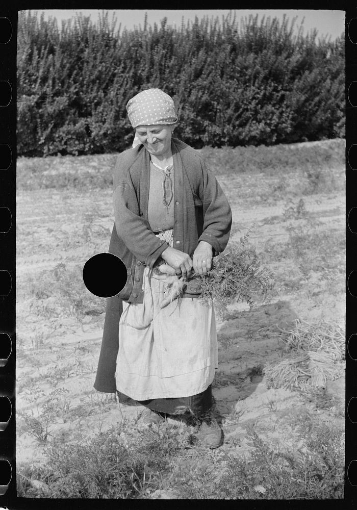 [Untitled photo, possibly related to: Woman picking carrots, Camden County, New Jersey]. Sourced from the Library of…