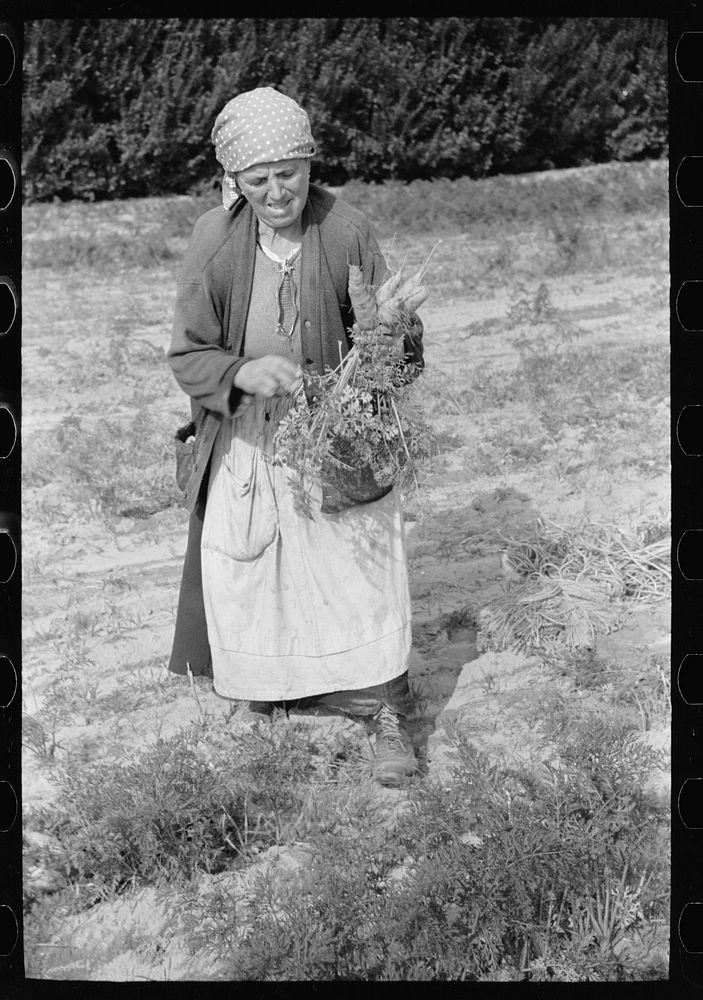 Woman picking carrots, Camden County, New Jersey. Sourced from the Library of Congress.