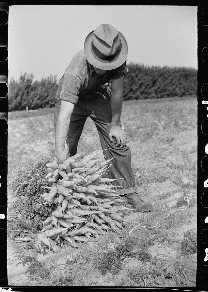 [Untitled photo, possibly related to: Farm laborer piling up bunches of carrots, Camden County, New Jersey]. Sourced from…